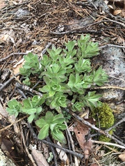 Hylotelephium telephioides