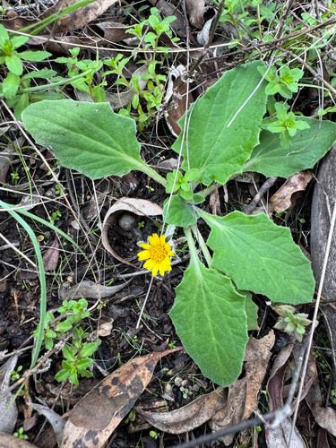 Austral bear’s-ears