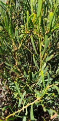 Acacia cupularis