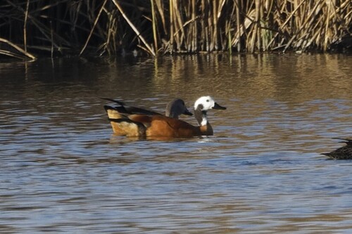 iNaturalist image