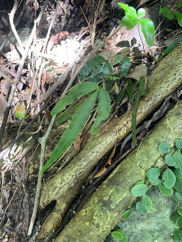 Pteris ryukyuensis observed 2026-06-25