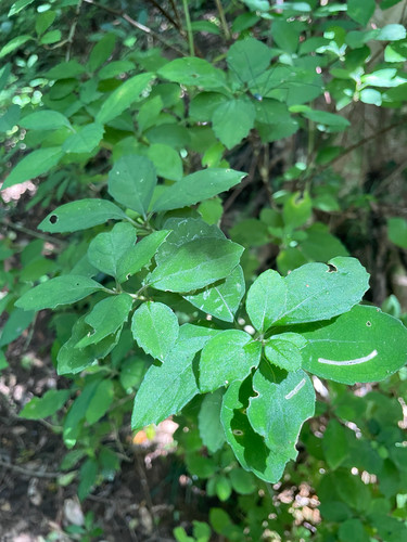 Hydrangea liukiuensis iNat (3)