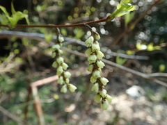 Stachyurus praecox
