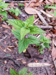 Conoclinium coelestinum