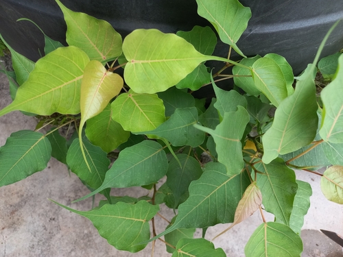Sacred fig
