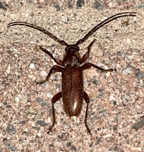 Eustromula validum
