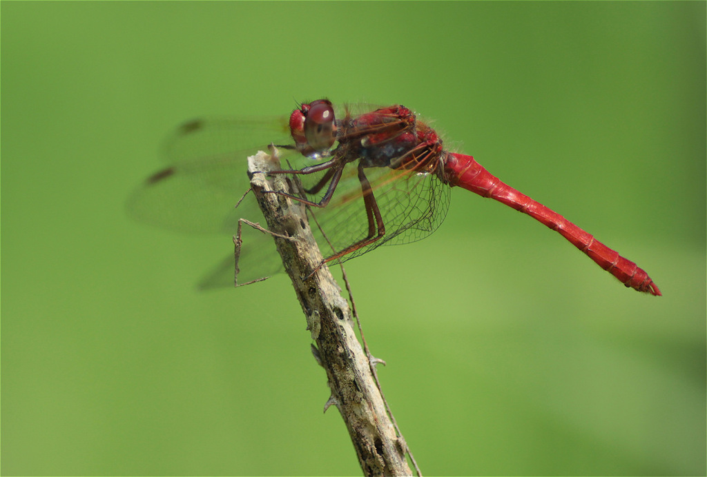 Sympetrum gilvum