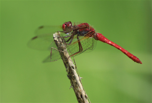 Sympetrum gilvum