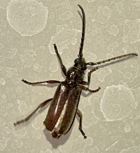 Eustromula validum