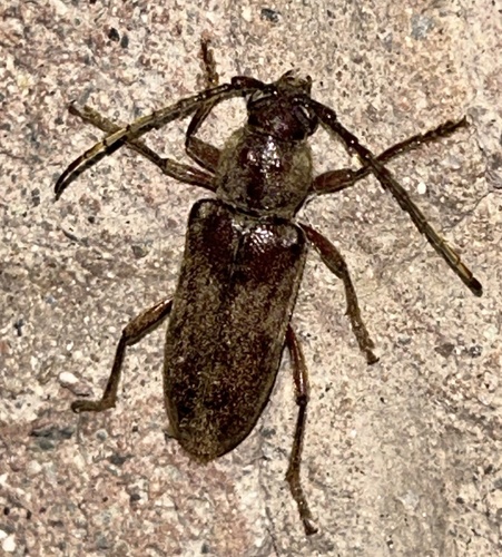 Eustromula validum