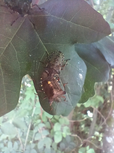 Forest Bug
