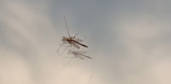 Diptera