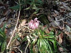 Heloniopsis orientalis