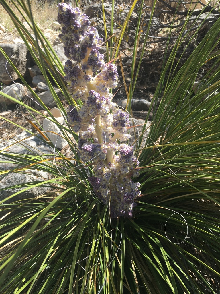 Nolina micrantha, Eddy County, US-NM, US