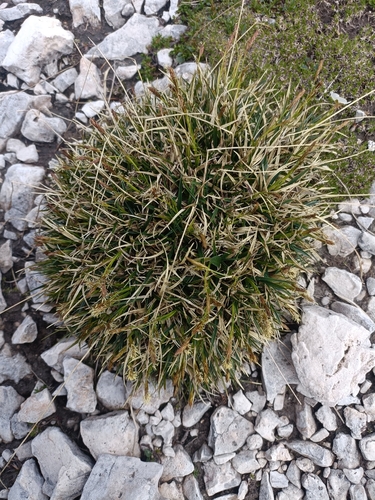 Carex firma, photograph 6