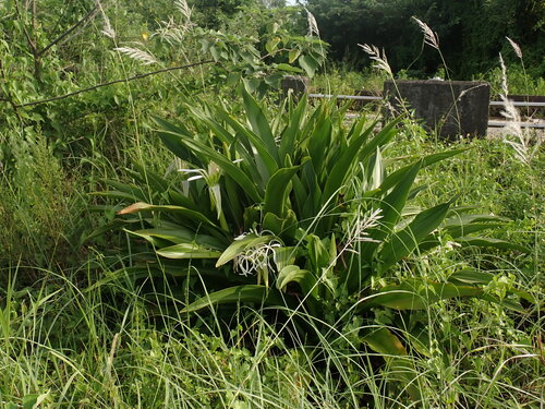 Poisonbulb (Crinum asiaticum)