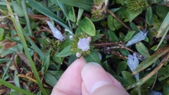 Richardia grandiflora