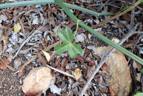 Pelargonium tetragonum, photograph 3