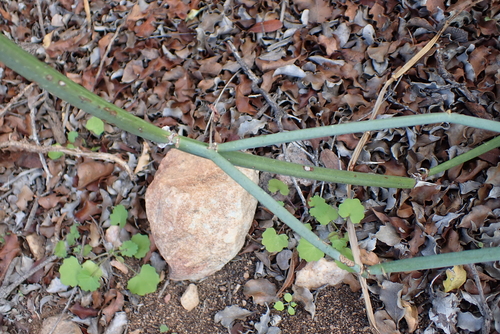 Pelargonium tetragonum, photograph 4