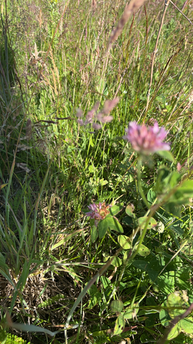 Red Clover