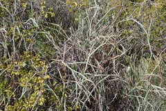 Pelargonium tetragonum