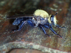 Laphria virginica