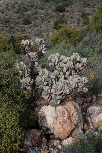 Crassula arborescens