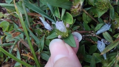Richardia grandiflora