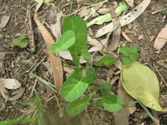 Aristolochia pubera