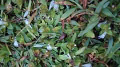 Richardia grandiflora