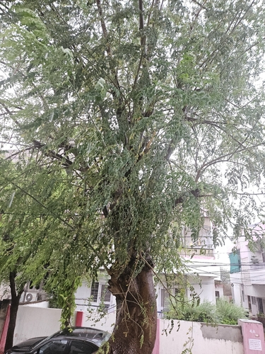 Moringa tree