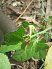 Aristolochia pubera