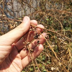 Kearnemalvastrum lacteum