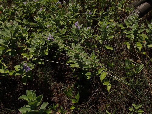 Digitaria heterantha observed 2026-06-24