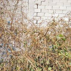 Kearnemalvastrum lacteum