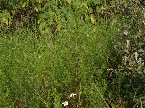 Artemisia capillaris, photograph 1