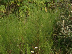 Artemisia capillaris, photograph (c) chiuluan, some rights reserved (CC BY)