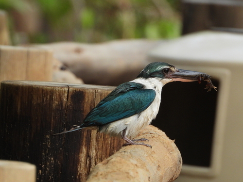 Collared Kingfisher