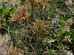 Spinifex littoreus, photograph (c) chiuluan, some rights reserved (CC BY)