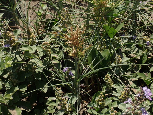 Spinifex littoreus, photograph 4