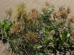 Spinifex littoreus, photograph (c) chiuluan, some rights reserved (CC BY)
