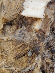 Thanatophilus lapponicus