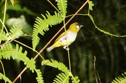 Black-capped White-eye (Zosterops atricapilla)