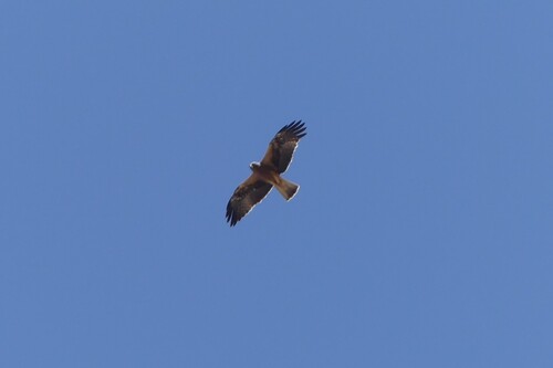 Booted Eagle