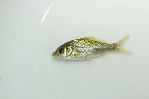 European Carp
