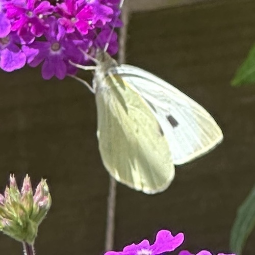 Large White
