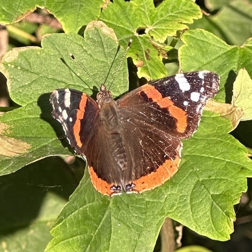 Red Admiral