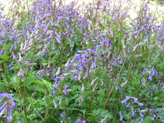 Corydalis incisa