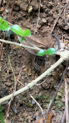 Scincella reevesii observed 2026-06-25