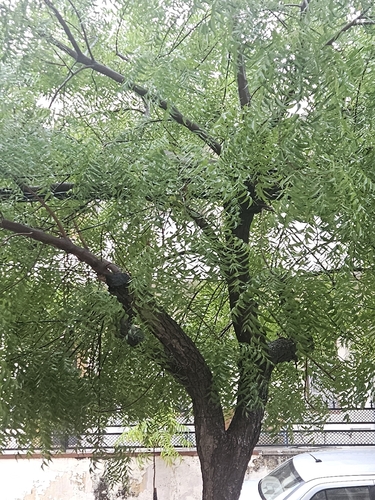 Neem